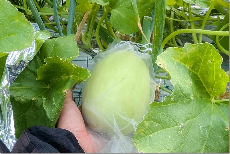 7月 初旬 メロンの実が大きくなる【摘果しない】