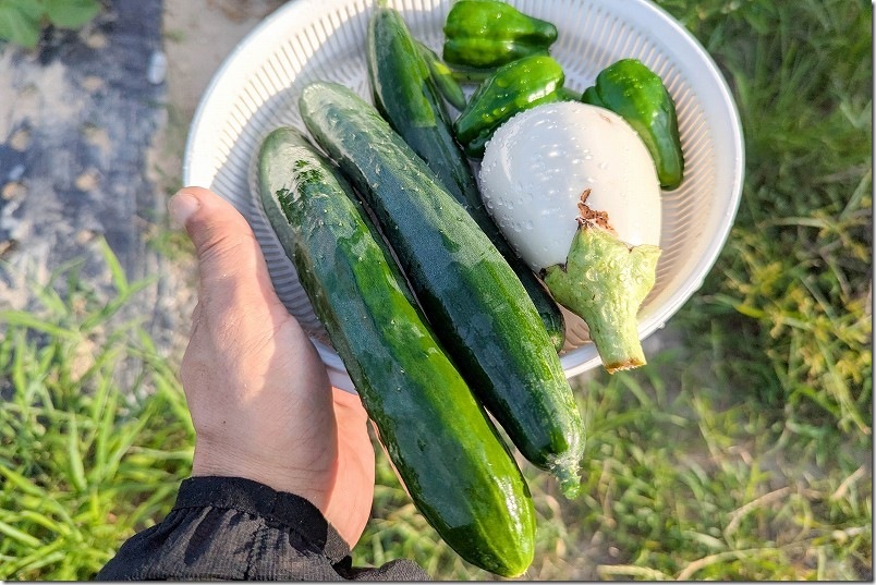 7月上旬 収穫したうどんこ病に強いきゅうり ダイソーの種