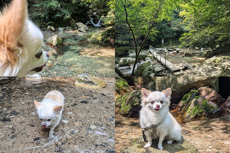 野河内渓谷を犬と散歩・水遊び【遊歩道復旧 立入禁止解除後】