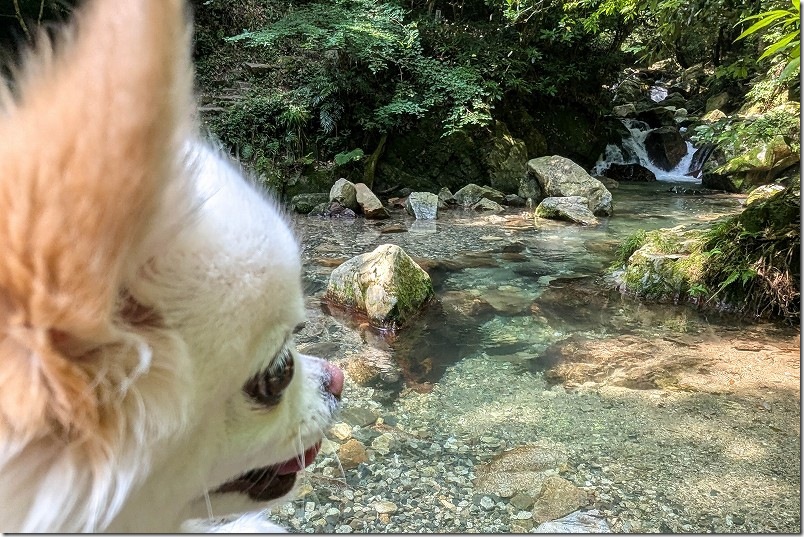 野河内渓谷 犬と水遊び