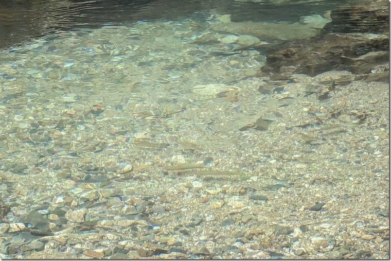 野河内渓谷 綺麗な水と魚