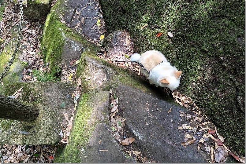 野河内渓谷 遊歩道の終点 風涼峡まで犬と散策