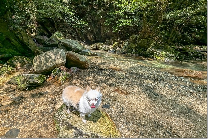 野河内渓谷 犬と水遊び