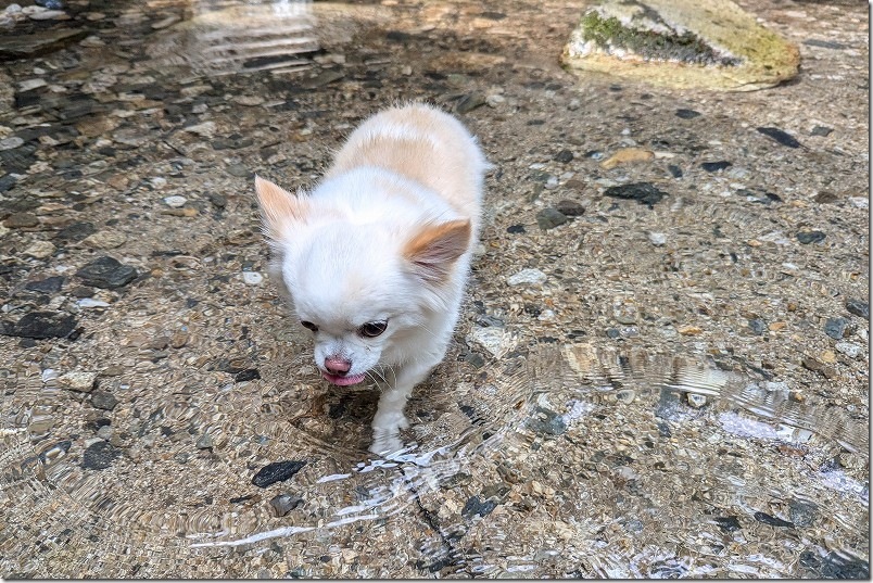 野河内渓谷 犬と水遊び