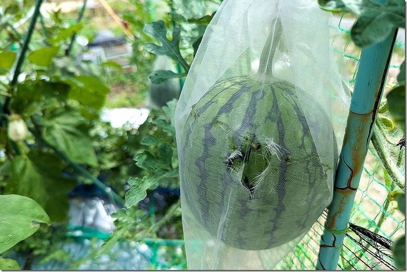 空中栽培のスイカ カラス被害と対策