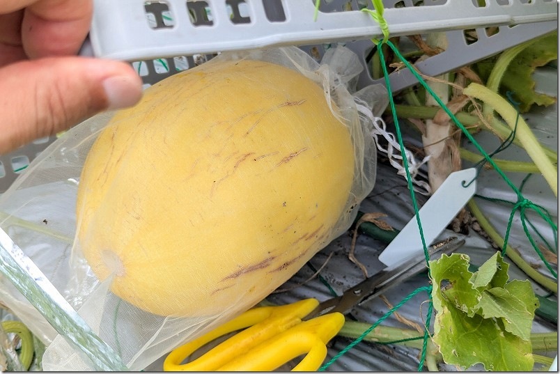 黄皮メロン リゾート 初収穫 7月下旬