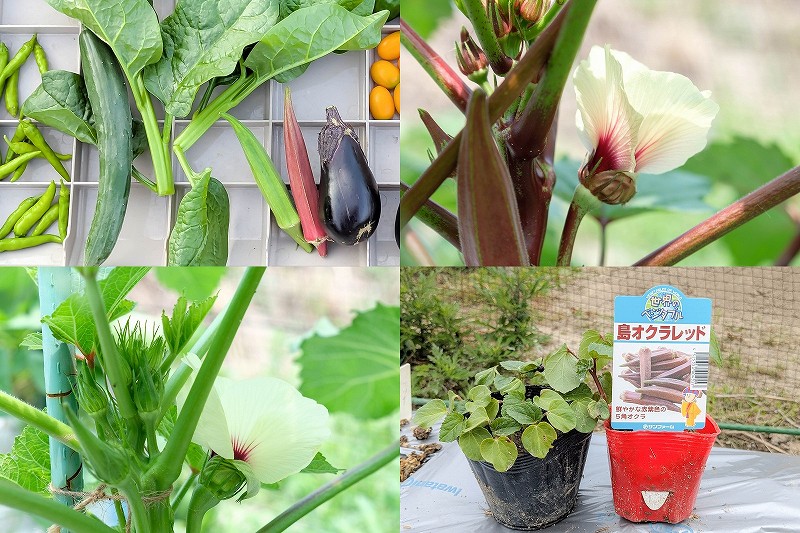 オクラ栽培 収穫方法と収穫時期【赤オクラ と 角オクラを栽培 6月植付け7月収穫】