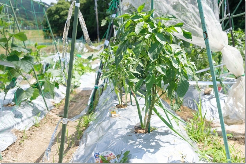 スイートパレルモ 植付けから2ヶ月後 花が咲き、実ができだす