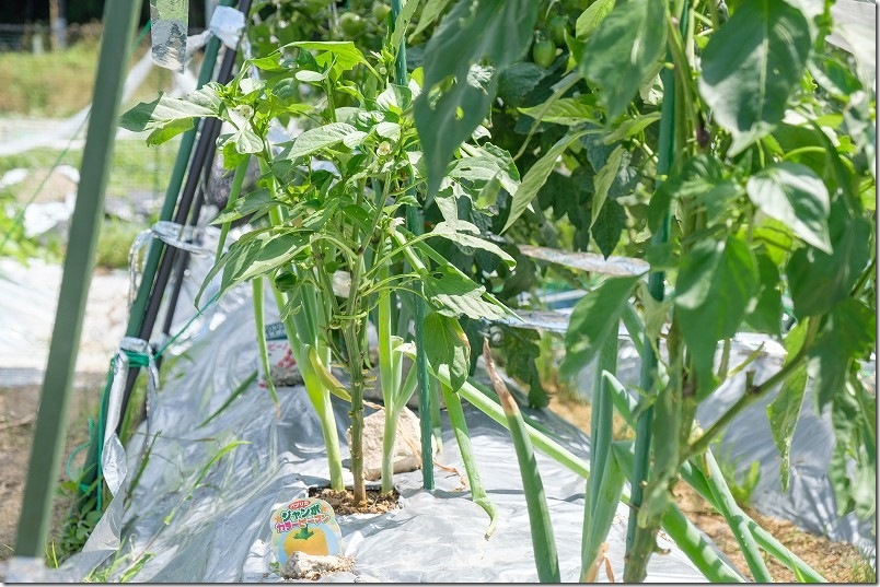 ジャンボ カラーピーマン 植付けから2ヶ月後 花が咲き、実ができだす
