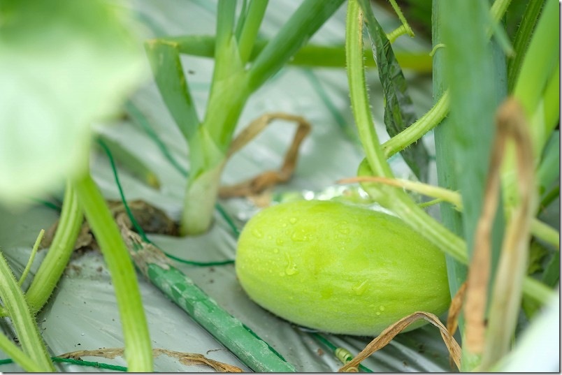 6月 下旬 メロン着果【銀テープでウリハムシ対策】