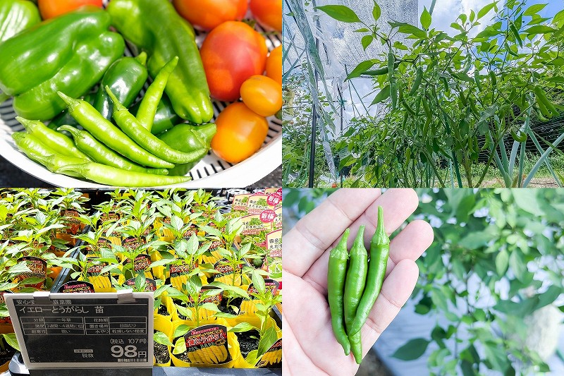 家庭菜園 黄とうがらし栽培【激辛 唐辛子 ４月植付け６月 ７月収穫】