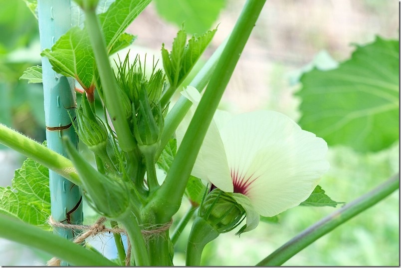 オクラ収穫開始 7月中旬 角オクラの花