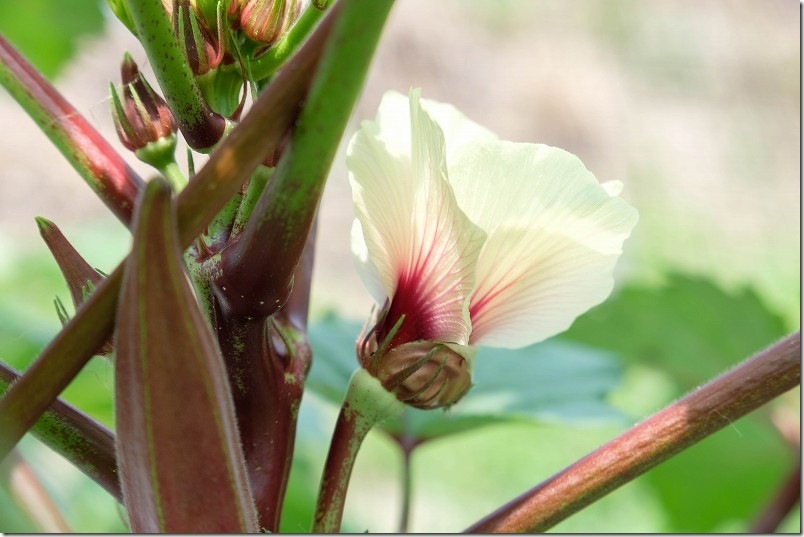 オクラ収穫開始 7月中旬 赤オクラの花