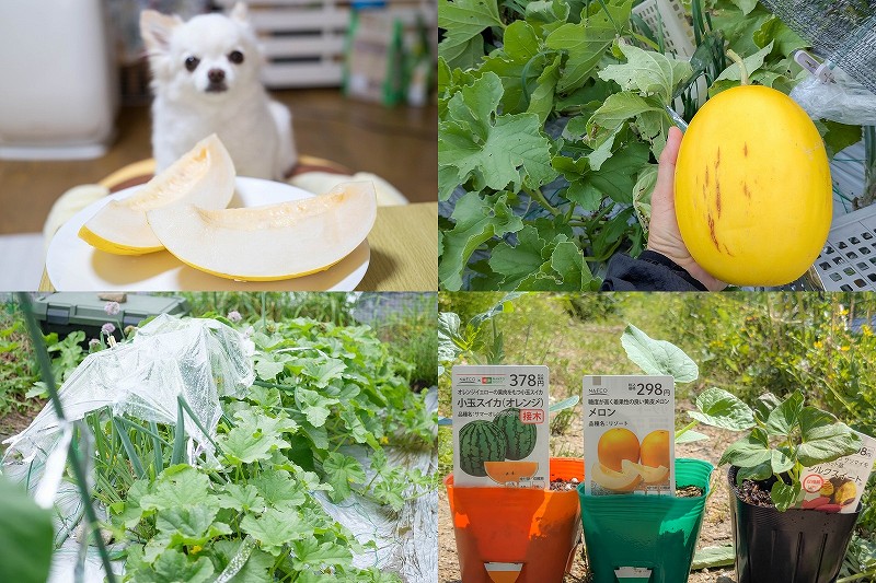 メロン栽培【黄皮メロン リゾート 4月植付け7月収穫 バッタン病対応】