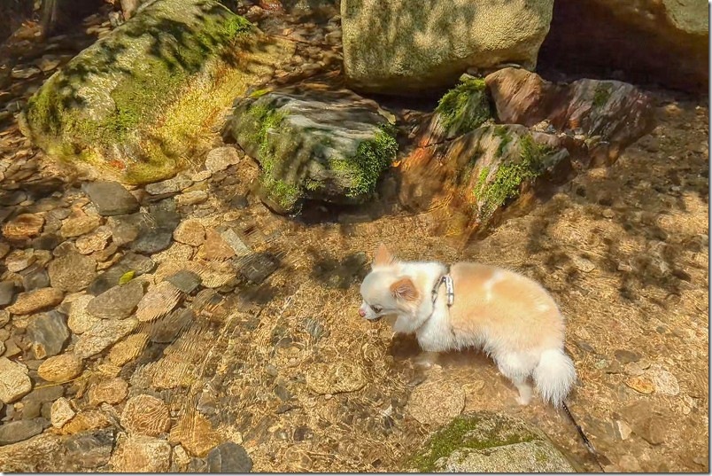 野河内渓谷 犬と水遊び
