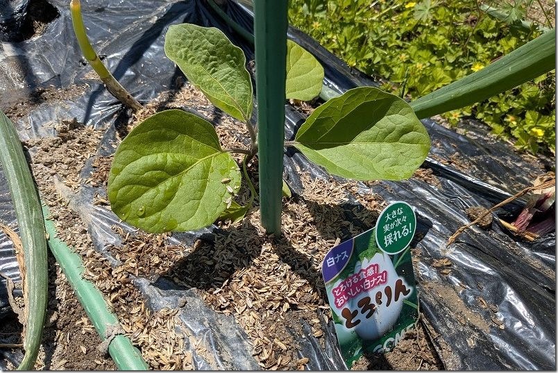 ナス植え付け【4月下旬 玉ねぎ ニラと混植】 白ナス とろりん