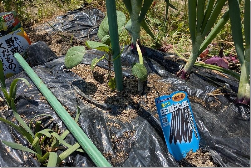 ナス植え付け【4月下旬 玉ねぎ ニラと混植】 庄屋大長