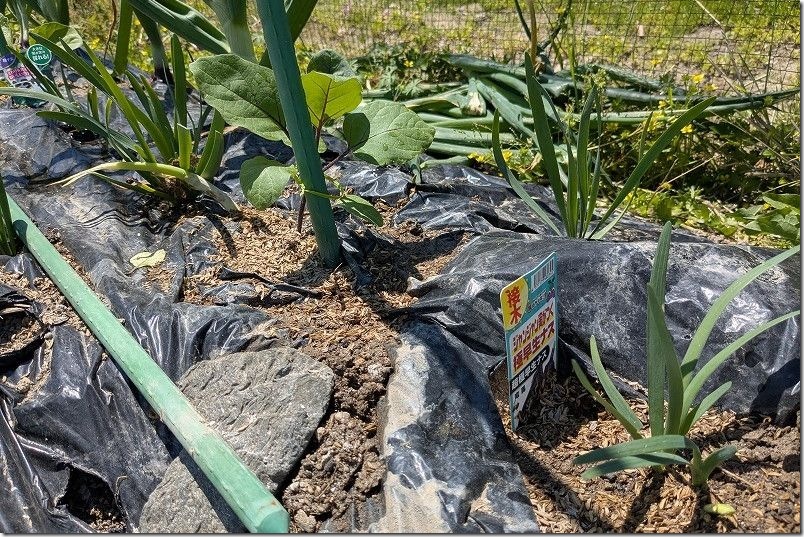 ナス植え付け【4月下旬 玉ねぎ ニラと混植】 超極早生ナス 竜馬