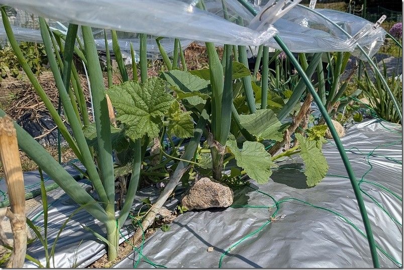 メロン栽培 親蔓摘芯や子蔓の整理 6月上旬