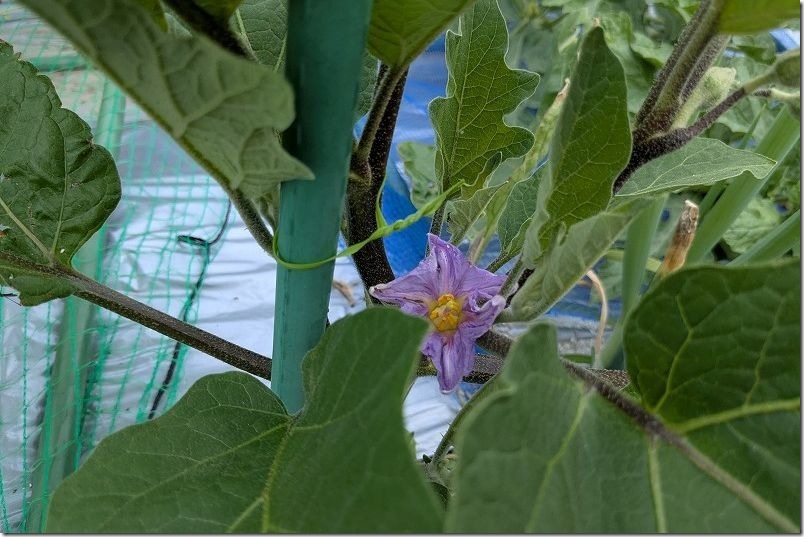ナス栽培 一番花が開花
