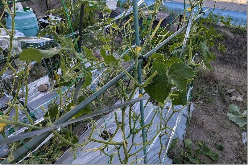 きゅうり炭疽病の対応 除菌剤散布と葉切り落とし後