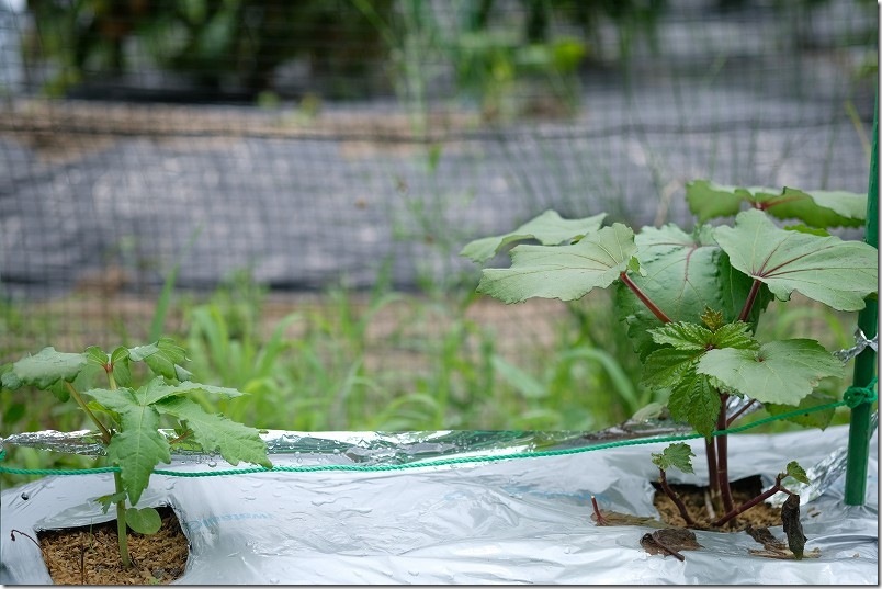 オクラ植付けから2週間経過【赤オクラ と 角オクラを栽培】 6月下旬