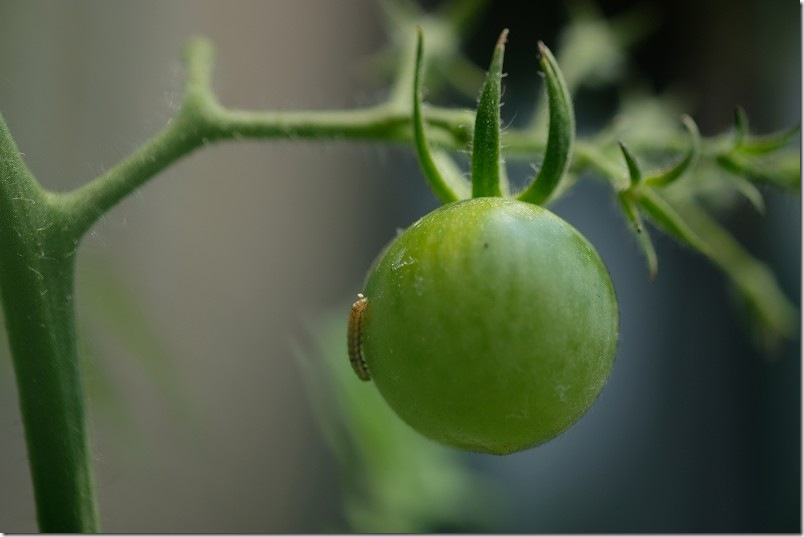 トマトに穴を開けるオオタバコガ 害虫被害
