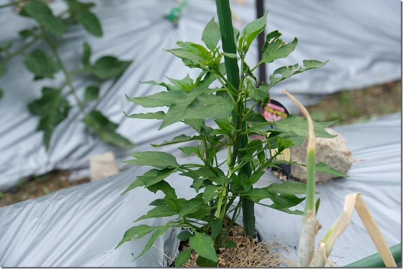 黄とうがらし栽培 5月中旬【虫食い対策】