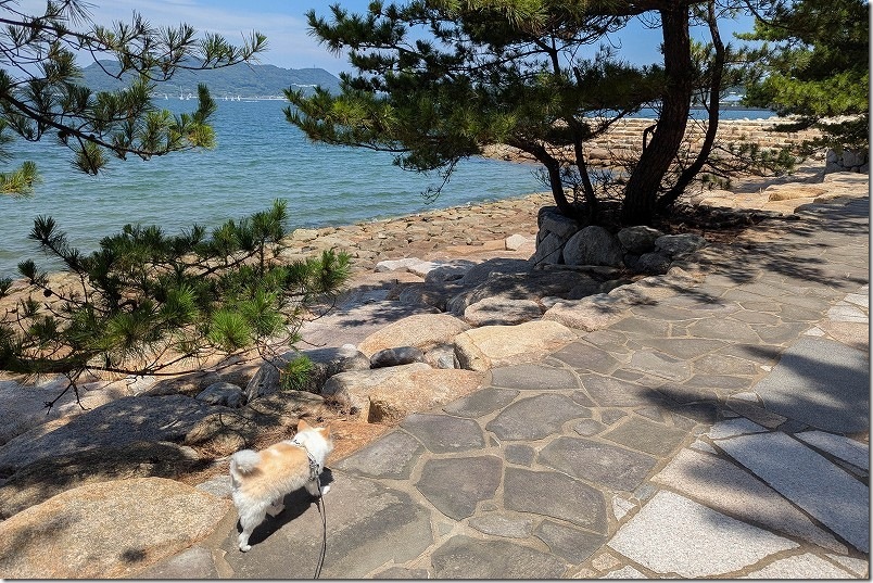 生の松原 海沿い遊歩道 犬と散歩