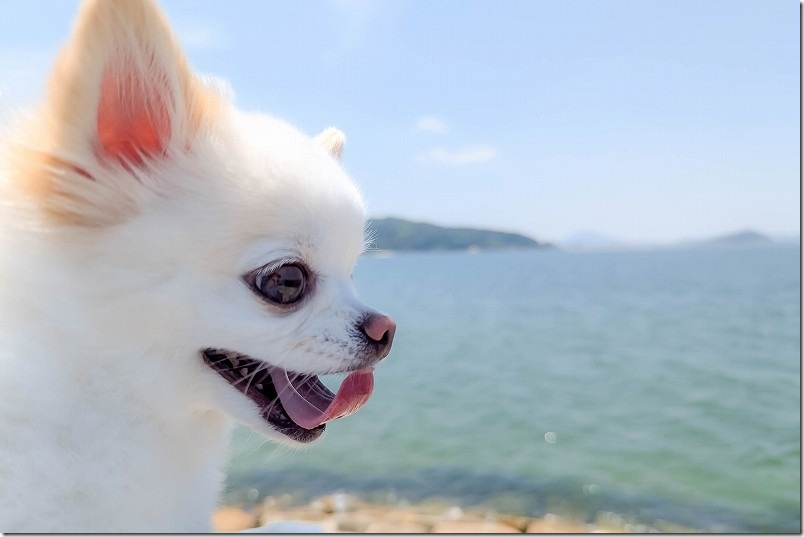 生の松原 犬と海