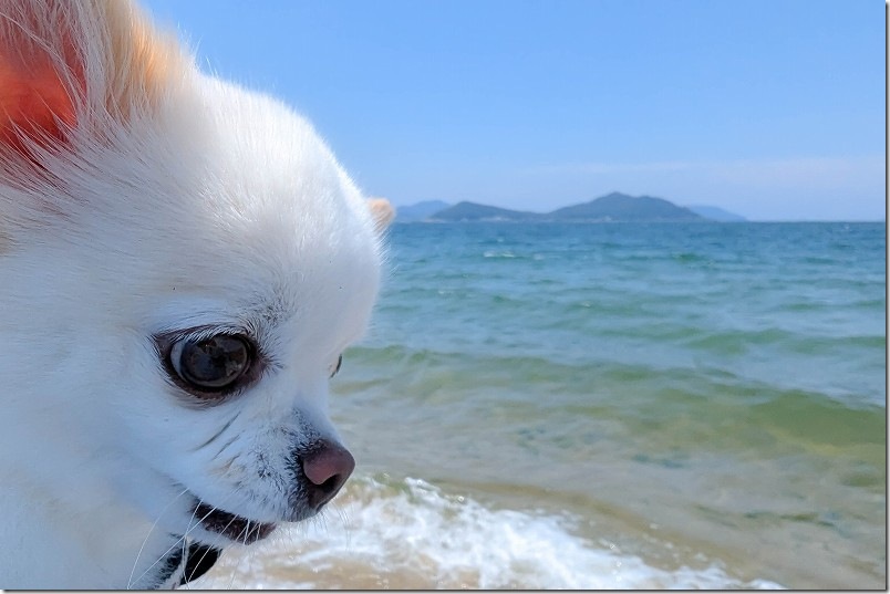 生の松原 犬と水遊び