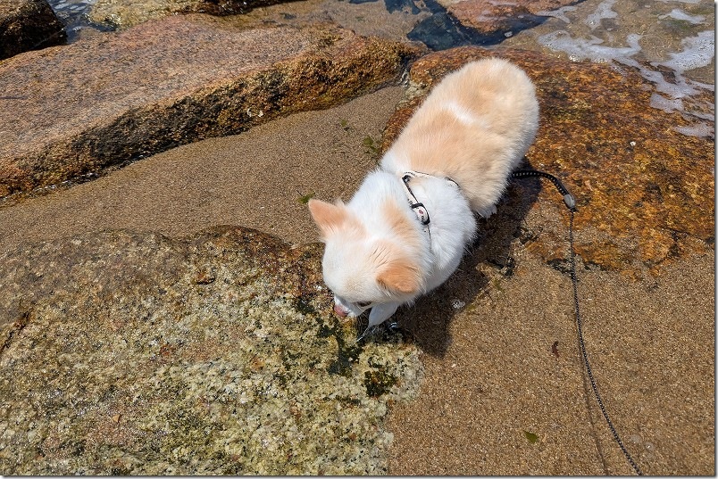 生の松原 犬と水遊び