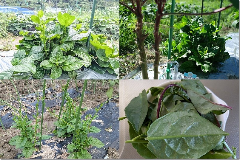 ツルムラサキの品種 赤茎、緑茎、緑 太茎