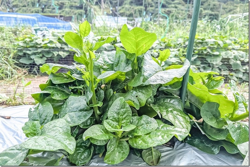 家庭菜園 ツルムラサキ 栽培【緑茎種 太茎 6月植付け7月 8月収穫】