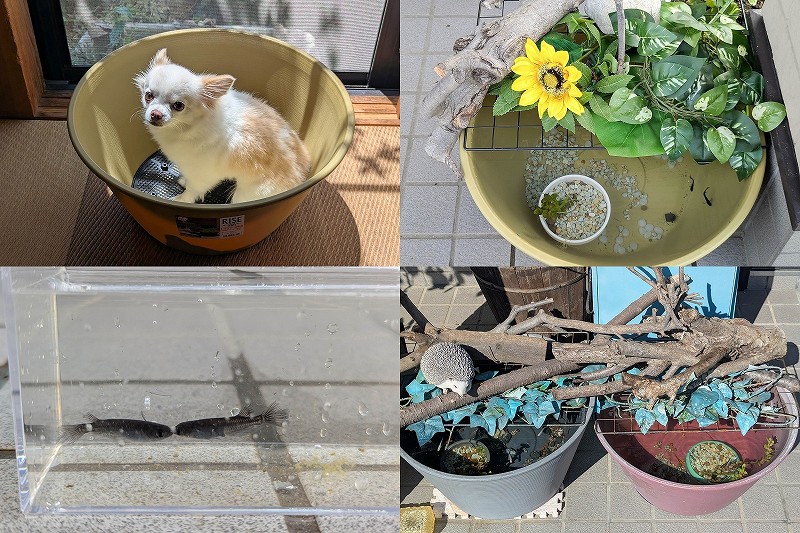 プラスチックのメダカ鉢をおしゃれに装飾【メダカ飼育 水草と日陰作り】