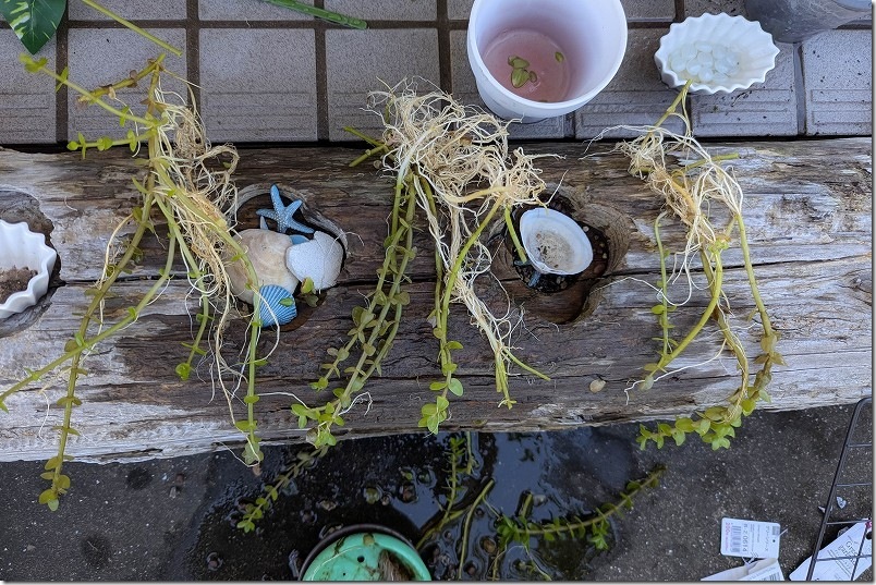 メダカ鉢の水草植付け【ウォーターバコパ】