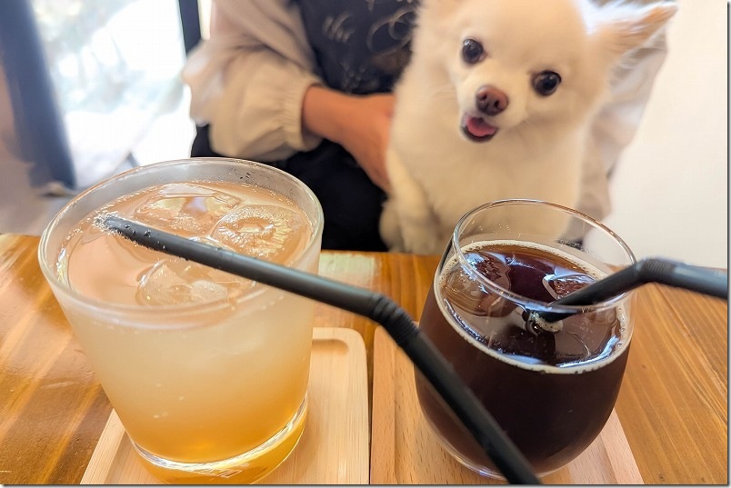 カフェ しあわせ駅【犬と一緒にランチ】 チワワとドリンク
