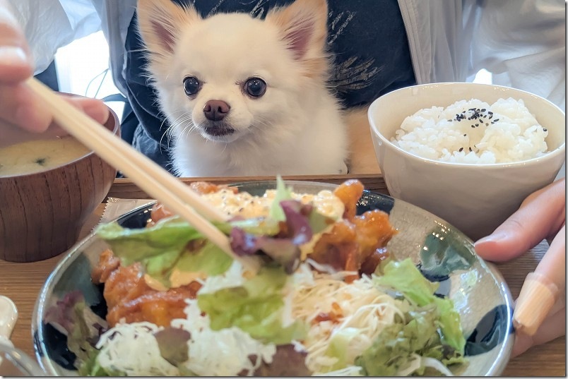 カフェ しあわせ駅【犬と一緒にランチ】 チワワとチキン南蛮