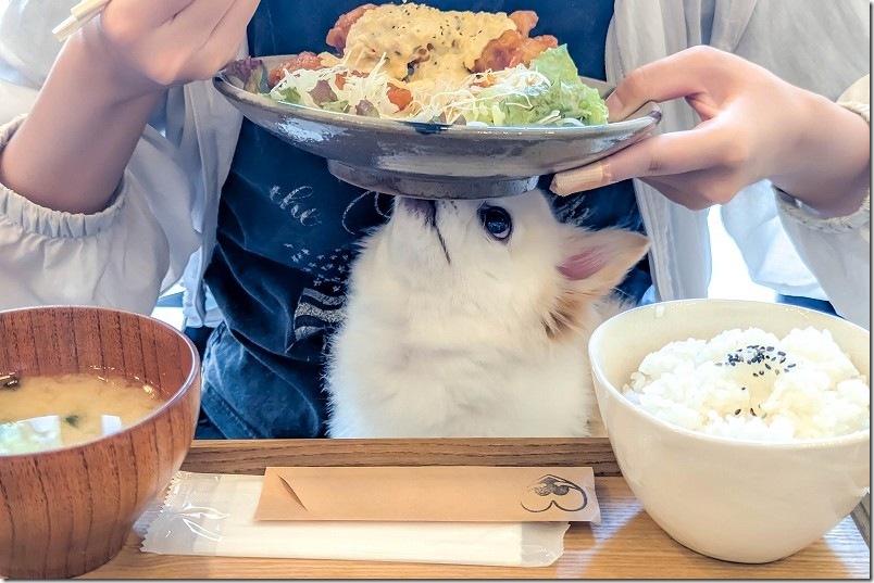 カフェ しあわせ駅【犬と一緒にランチ】 チワワとチキン南蛮