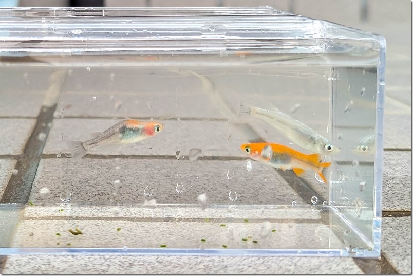 飼育しているメダカ ミックスメダカ【オレンジ系、ラメ系など】