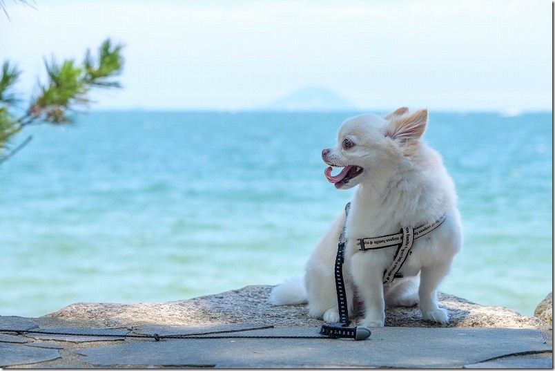 生の松原 犬と海