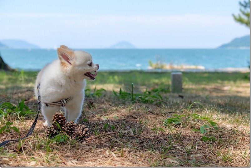 生の松原 松林から見える海 犬と散策