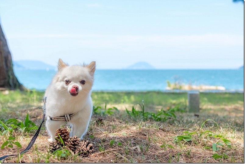 生の松原 松林から見える海 犬と散策
