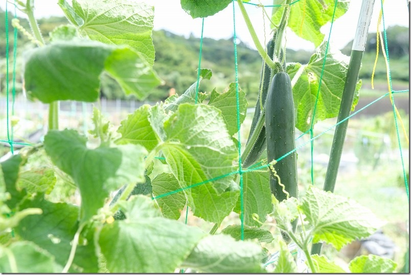 きゅうり炭疽病に対応後の収穫 8月上旬