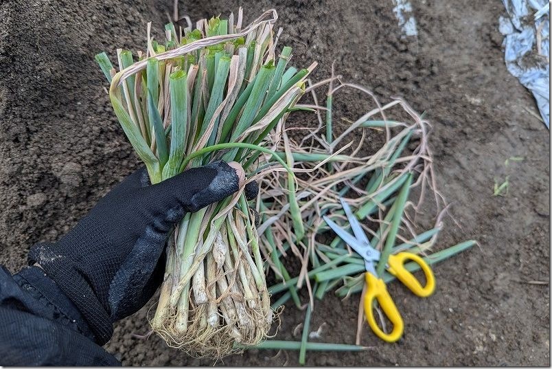 干しネギ植付け【下仁田ネギ定植 植付け方法 8月】