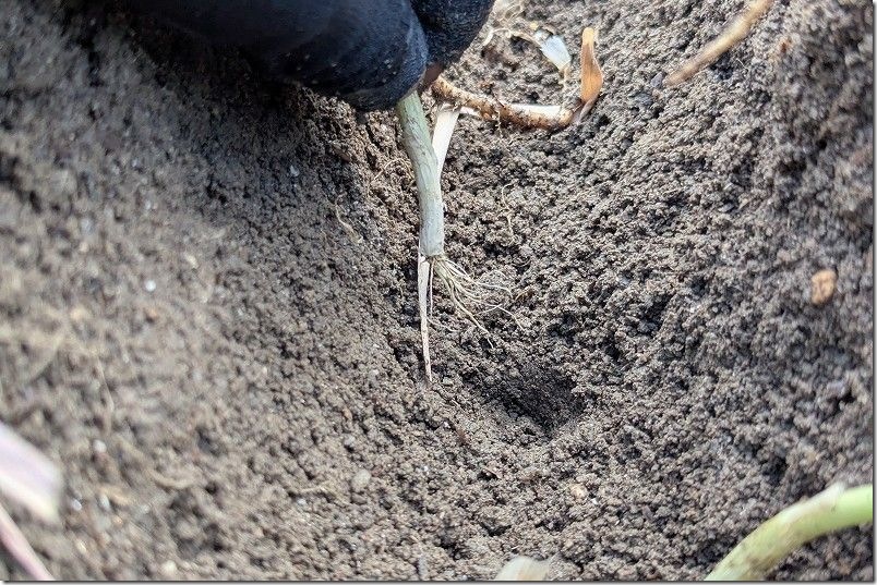 干しネギ植付け 8月中旬【下仁田ネギ 定植】 指穴に植付け
