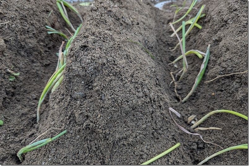 干しネギ植付け 8月中旬【下仁田ネギ 定植】 土手に立てかける