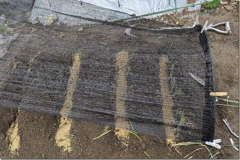干しネギ植付け 8月中旬【下仁田ネギ 定植】 乾燥防止と猛暑対策 もみ殻と遮光ネット