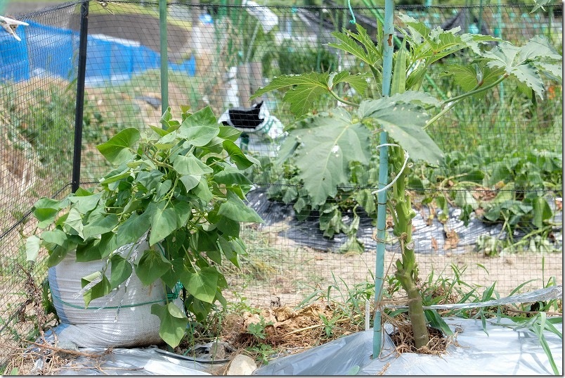 8/5 さつま芋栽培 植付け3ヶ月の袋栽培中のさつま芋