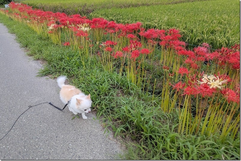 福岡市西区今宿 彼岸花が咲く、田んぼ周辺を犬と散歩、2025年9月下旬
